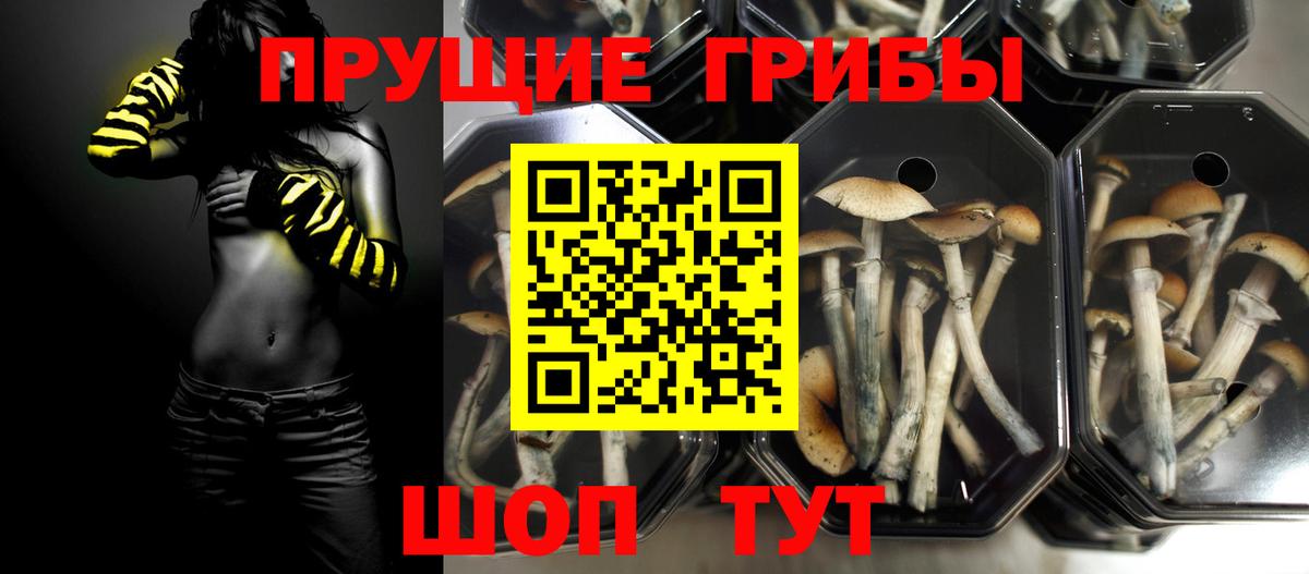 Псилоцибиновые грибы Psilocybine cubensis  Псилоцибиновые грибы прущие грибы  Вход с VPN  Кохма 
